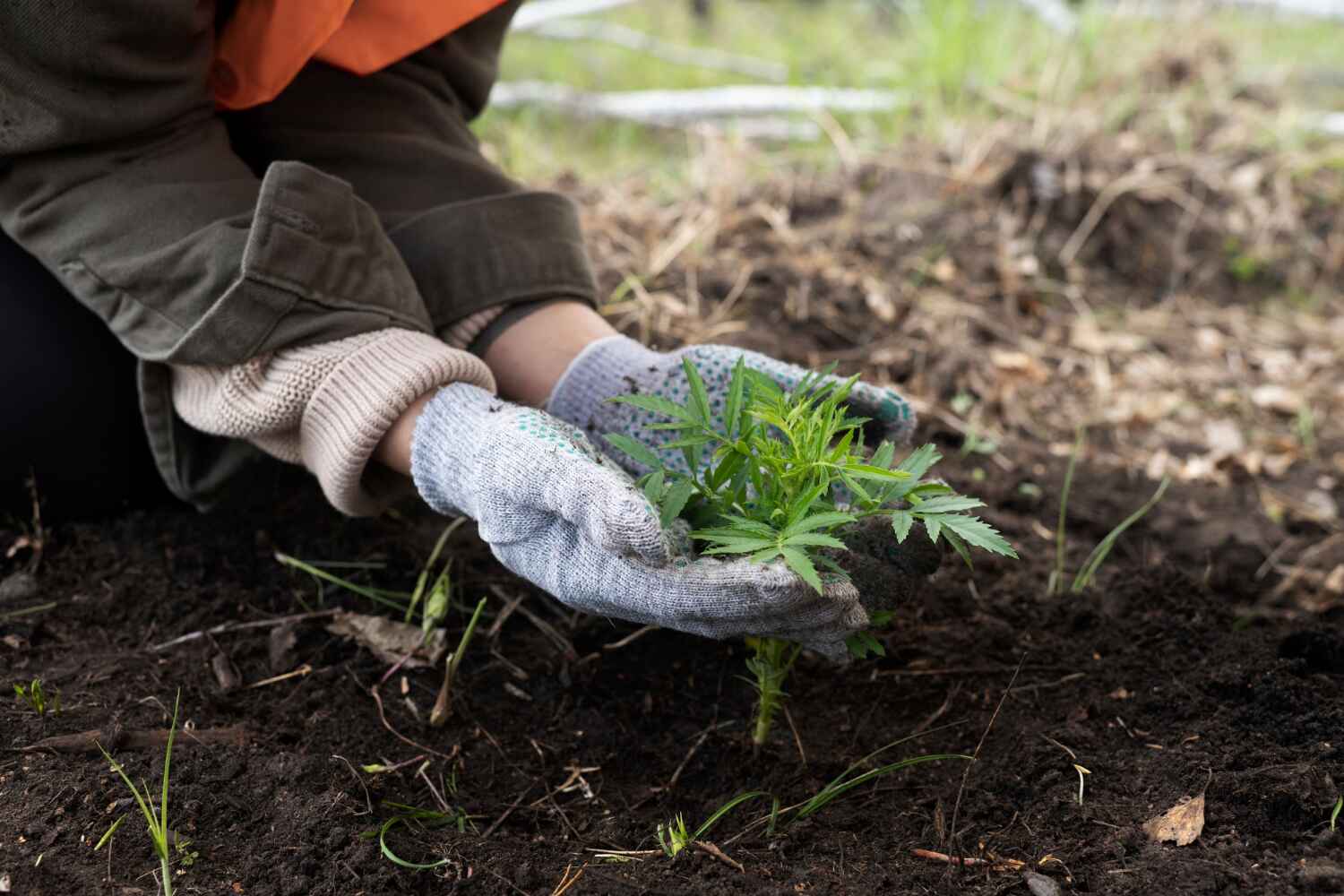 Best Emergency Storm Tree Removal  in Lochbuie, CO